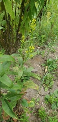 Solidago speciosa