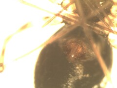 Lepthyphantes leprosus