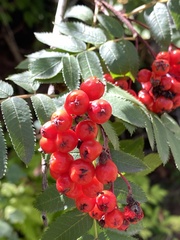 Sorbus aucuparia