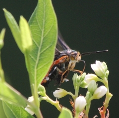 Eichlinia cucurbitae