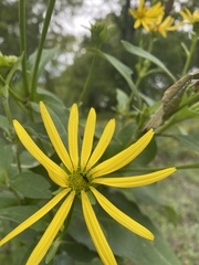 Silphium