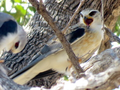 Elanus caeruleus caeruleus