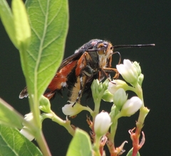 Eichlinia cucurbitae