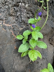 Stachytarpheta cayennensis