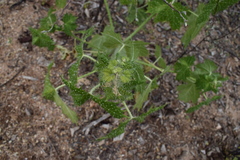 Cnidoscolus maculatus