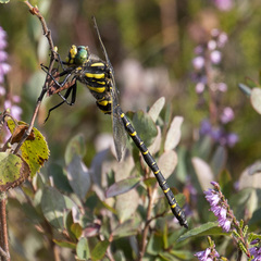 Cordulegaster boltonii