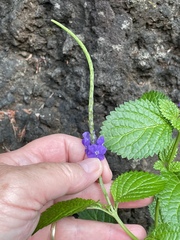 Stachytarpheta cayennensis