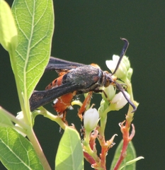 Eichlinia cucurbitae