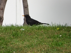 Turdus merula