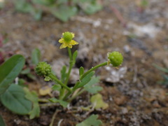 Ranunculus sceleratus