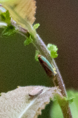 Graphocephala coccinea