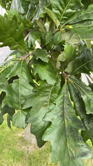 Quercus bicolor