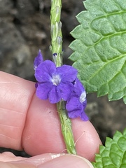 Stachytarpheta cayennensis