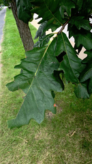 Quercus bicolor