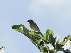 Serinus canaria
