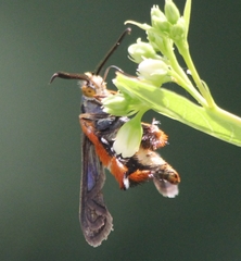 Eichlinia cucurbitae