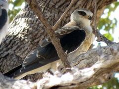 Elanus caeruleus caeruleus