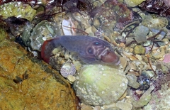 Lepadogaster purpurea