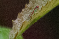 Graphocephala coccinea