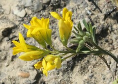 Medicago falcata