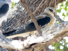 Elanus caeruleus caeruleus