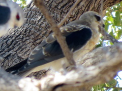 Elanus caeruleus caeruleus