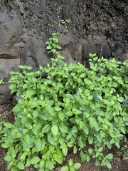 Stachytarpheta cayennensis
