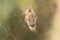 Parawixia