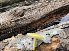 Pluteus chrysophlebius