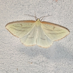 Sirinopteryx ablunata