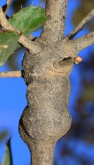 Plagiotrochus gallaeramulorum