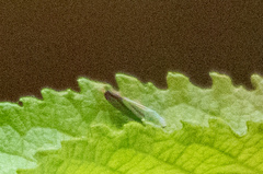 Graphocephala fennahi