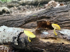 Pluteus chrysophlebius