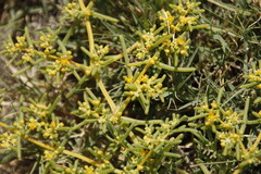 Tetraena