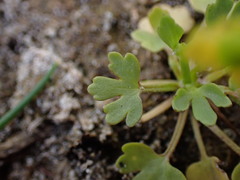 Ranunculus sceleratus