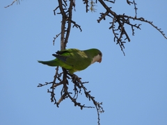 Myiopsitta monachus