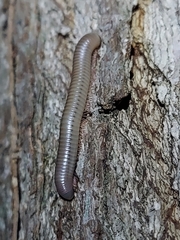 Diplopoda