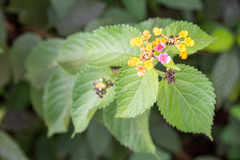 Lantana camara