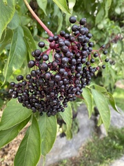 Sambucus nigra