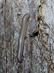 Diplopoda