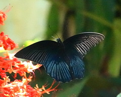 Papilio memnon