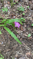 Oxalis