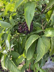 Sambucus nigra