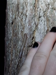Diplopoda