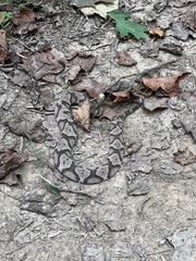 Agkistrodon contortrix