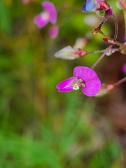 Desmodium marilandicum