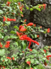 Salvia regla