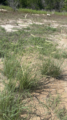 Bouteloua gracilis
