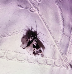 Hypercompe andromela