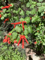 Salvia regla